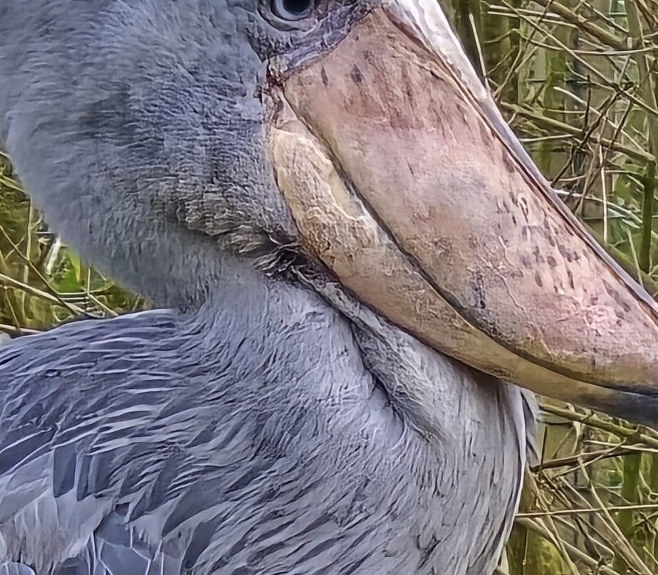 Exmoor Zoo-巴恩斯特珀尔必去景点