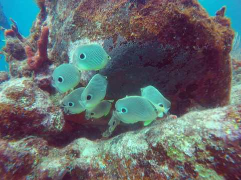 Bvi Snuba-维京果岛必去景点