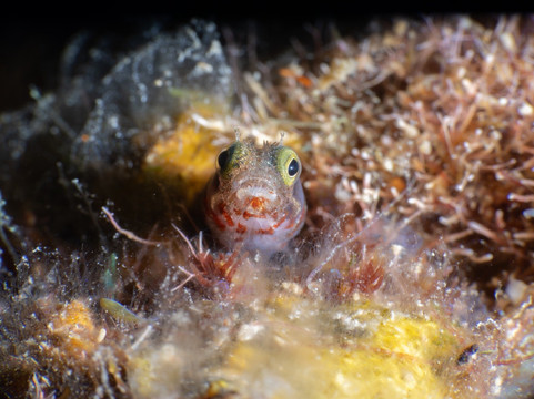 Scubaqua Dive Center-圣尤斯泰希厄斯岛必去景点