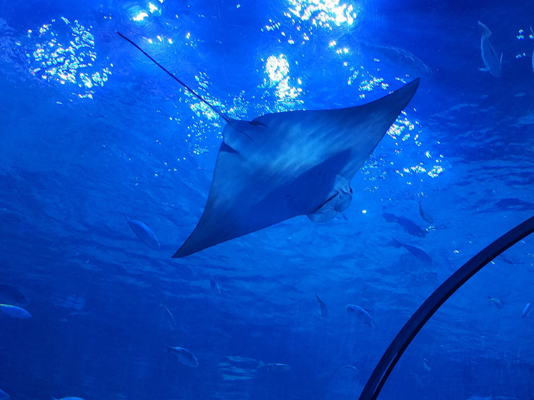 The National Aquarium Abu Dhabi-阿布扎比必去景点