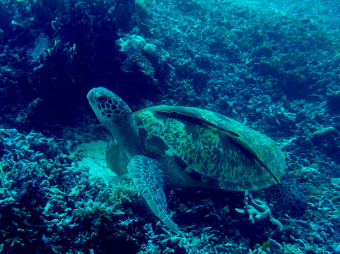La Galigo Liveaboard-科莫多必去景点
