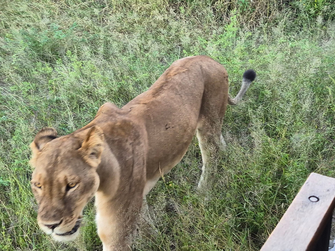 Real Africa Safaris Chobe-卡萨尼必去景点