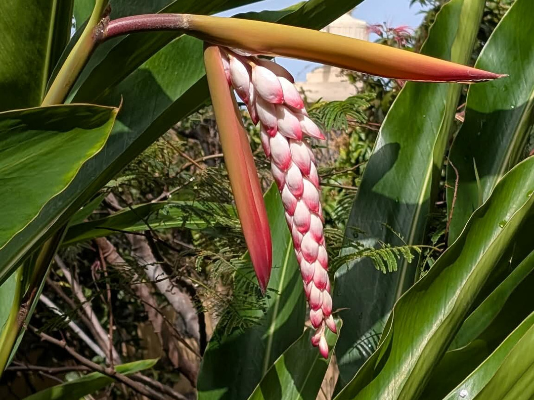 Botanischer Garten-德拉克鲁兹索尔港必去景点