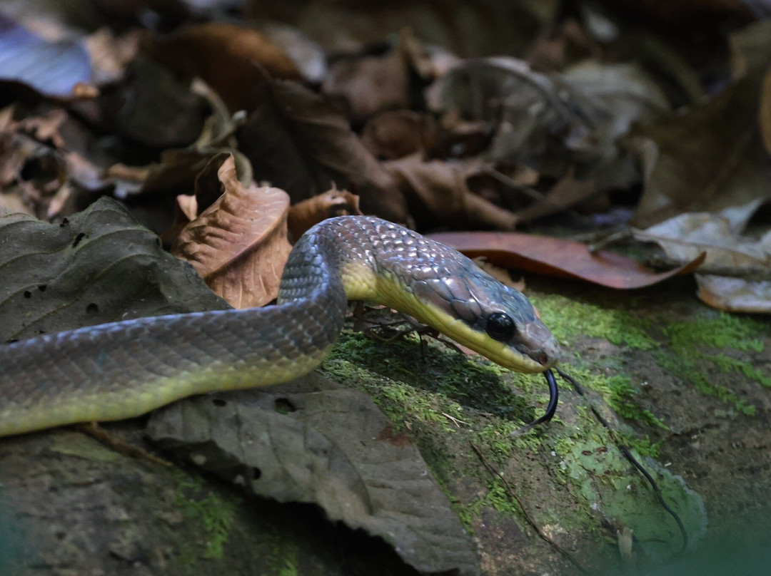 Osa Green Travel-希门尼斯港必去景点