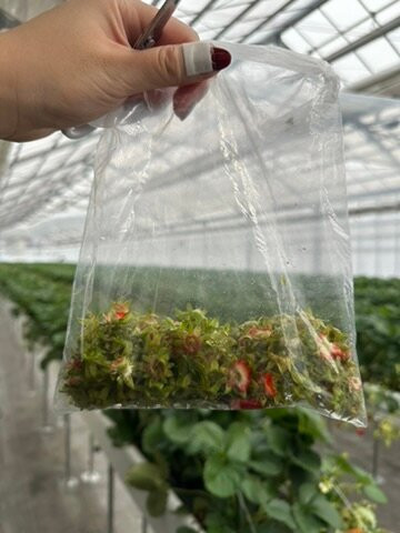 GrandBerry-八尾市必去景点