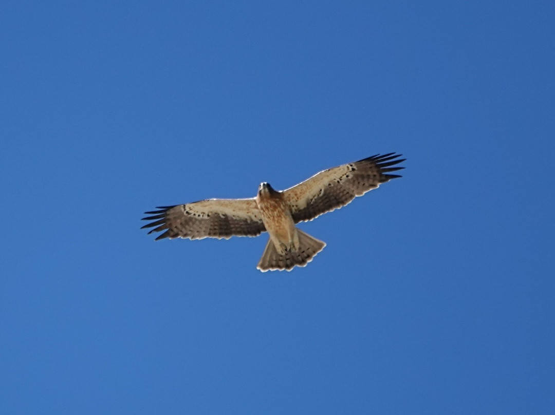 Inglorious Bustards-Facinas必去景点