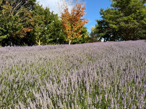 瓦纳卡薰衣草农场-瓦纳卡必去景点