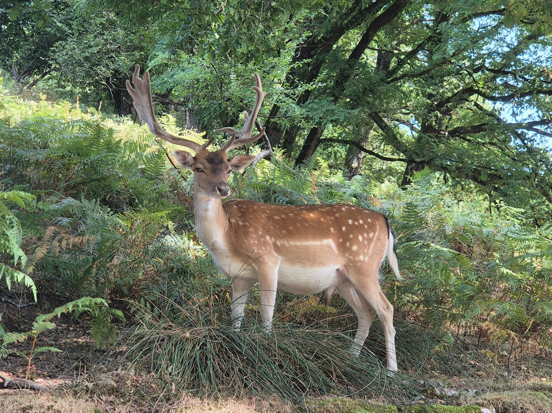 La Vallee des Daims-Junhac必去景点