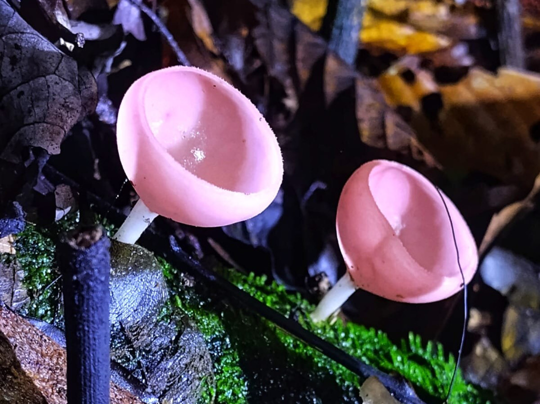 Tour Cuyabeno - Canangueno Lodge-Nueva Loja必去景点