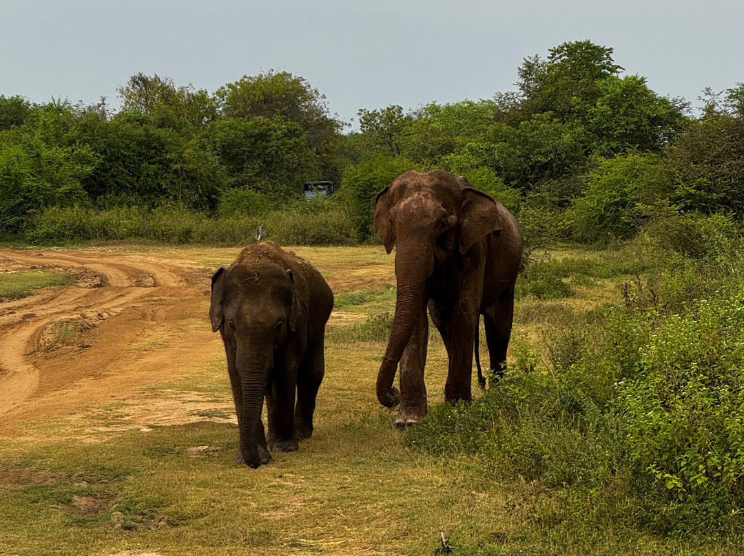 Udawalawe Wild Safari With Dileepa-乌达瓦拉瓦必去景点