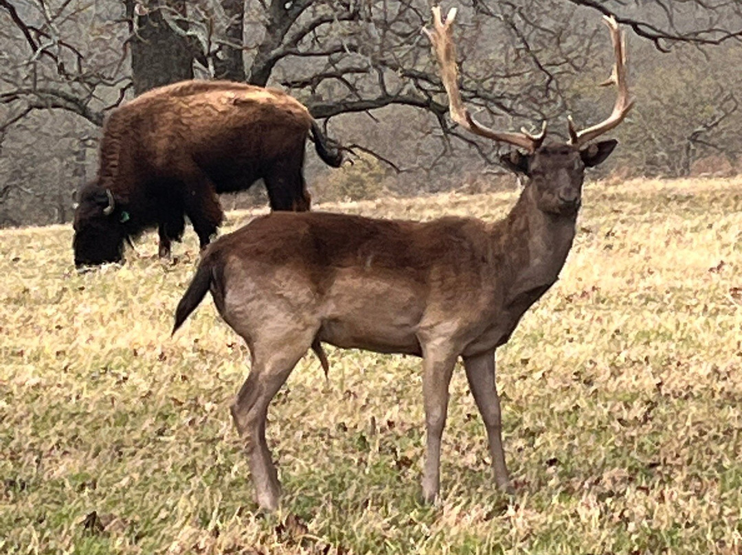 Woolaroc Museum & Wildlife Preserve-巴特尔斯维尔必去景点