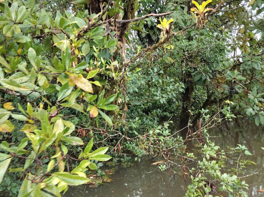 Ecolodge Flottant - Marais de Kaw-Regina必去景点