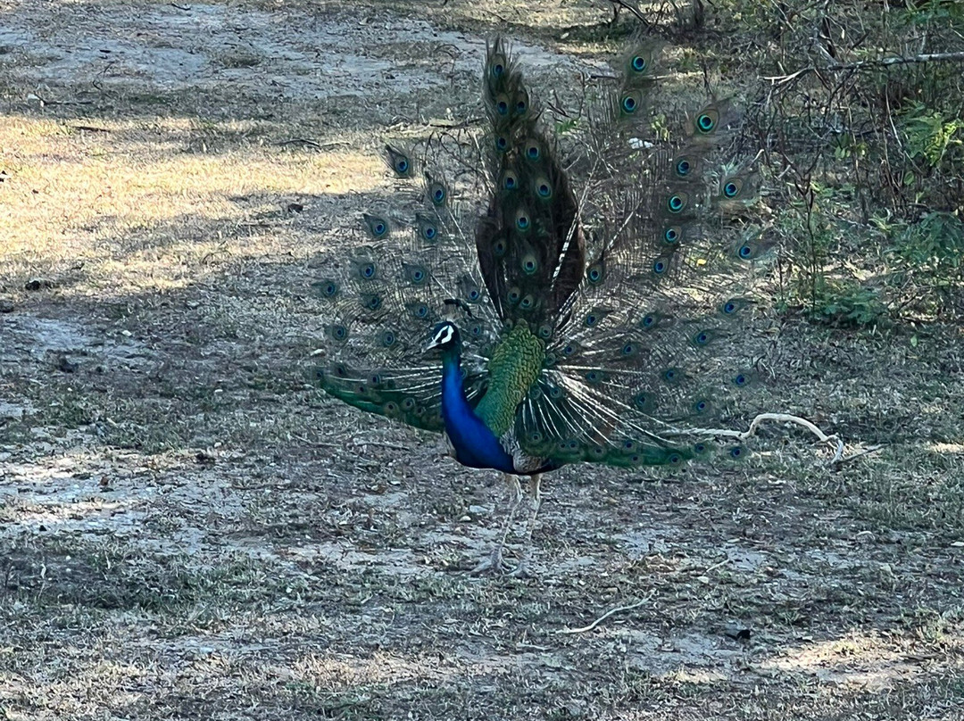 Yala Lahiru Safari-蒂瑟默哈拉默必去景点
