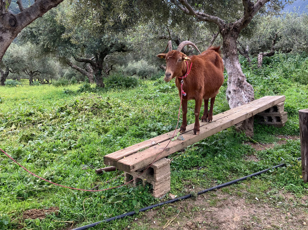 Safari Experts Crete-马利亚必去景点