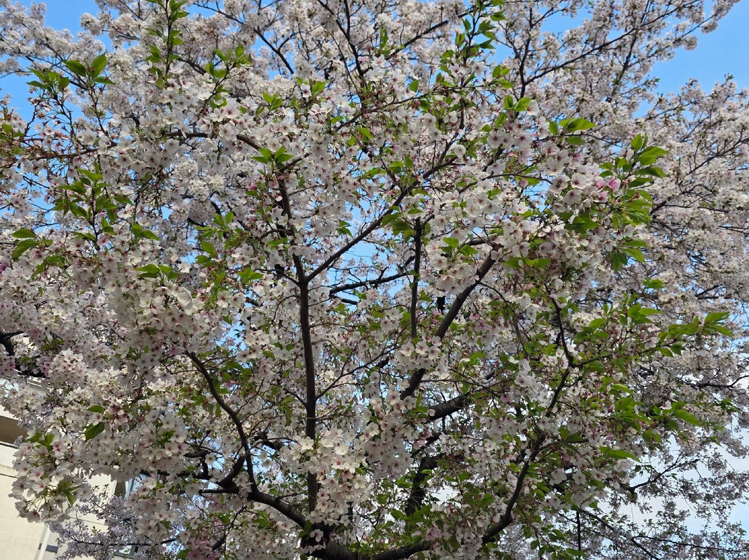 Harimazaka (Harima Slope)-文京区必去景点