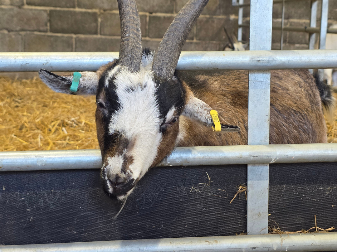 Thrift Farm-Whaddon必去景点