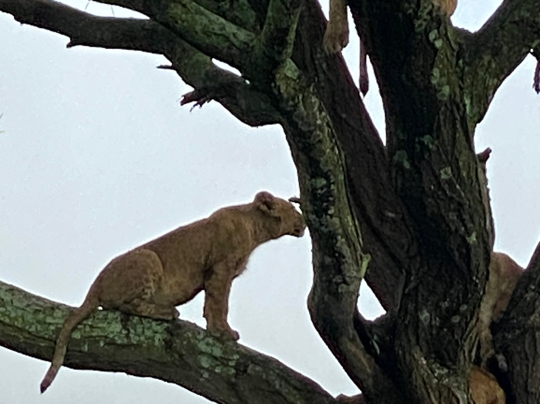 Leopard Tours Limited-阿鲁沙必去景点