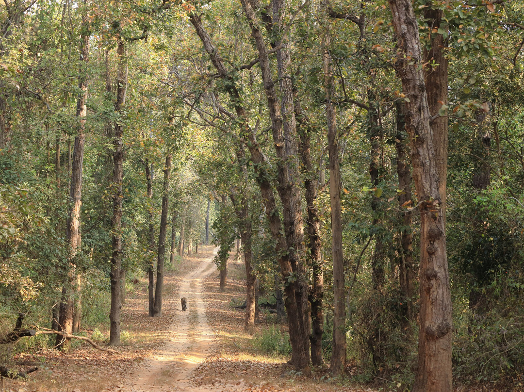 Singinawa Jungle Lodge主图