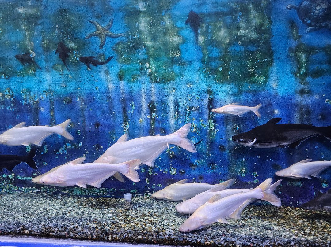 Lokaranjan Aqua World Underwater Zoo-迈索尔必去景点
