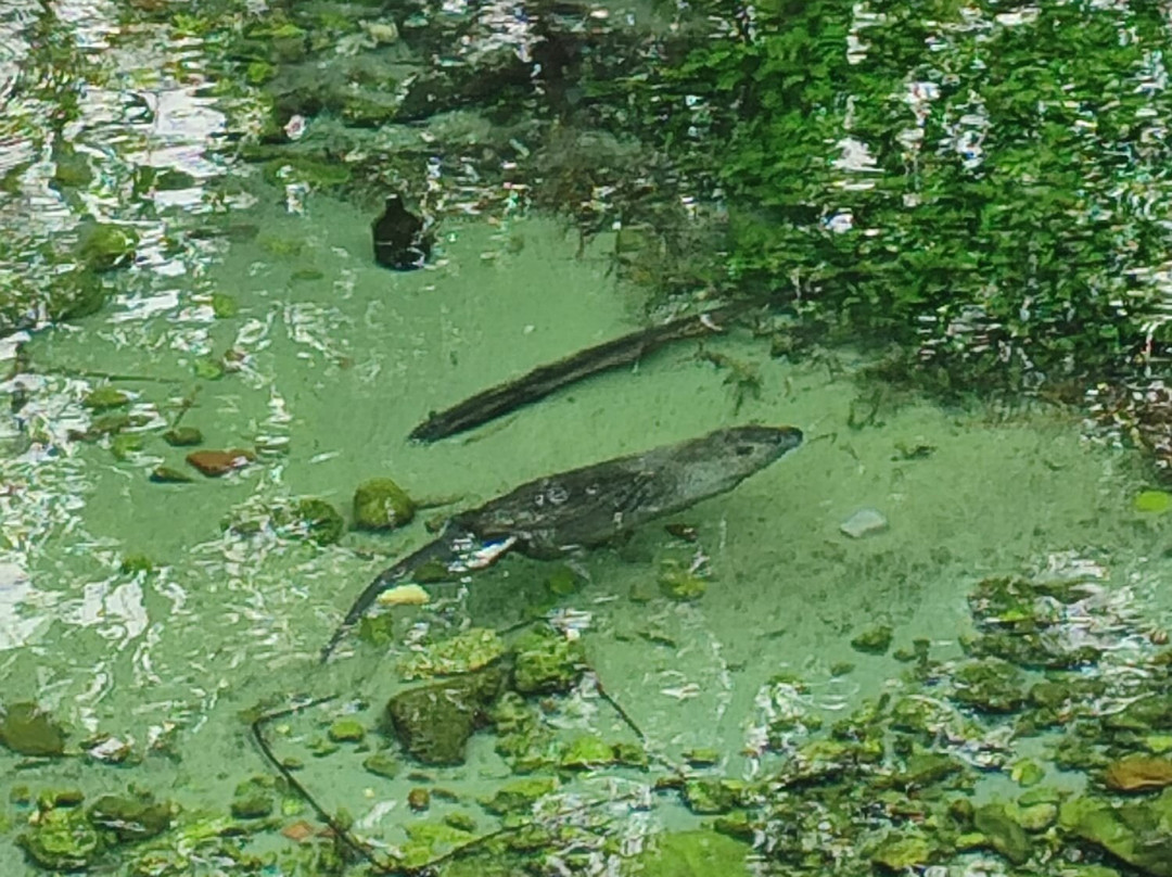 Parco del Grassano-San Salvatore Telesino必去景点