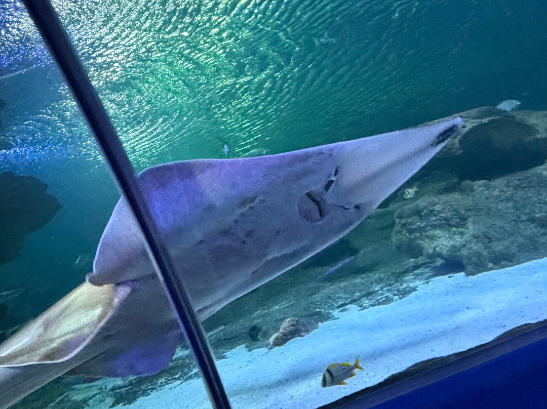 Blue Planet Aquarium-埃尔斯米尔港必去景点