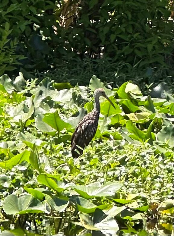 St. John's River Eco Tours, LLC-DeBary必去景点