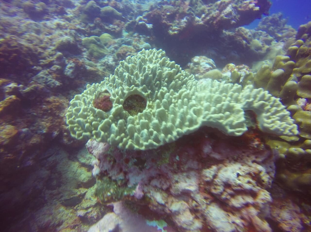 Dive Passion Mauritius-卓得多斯必去景点