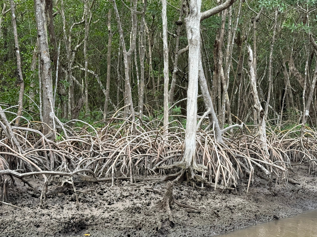 Everglades City Airboat Tours-大沼泽地必去景点