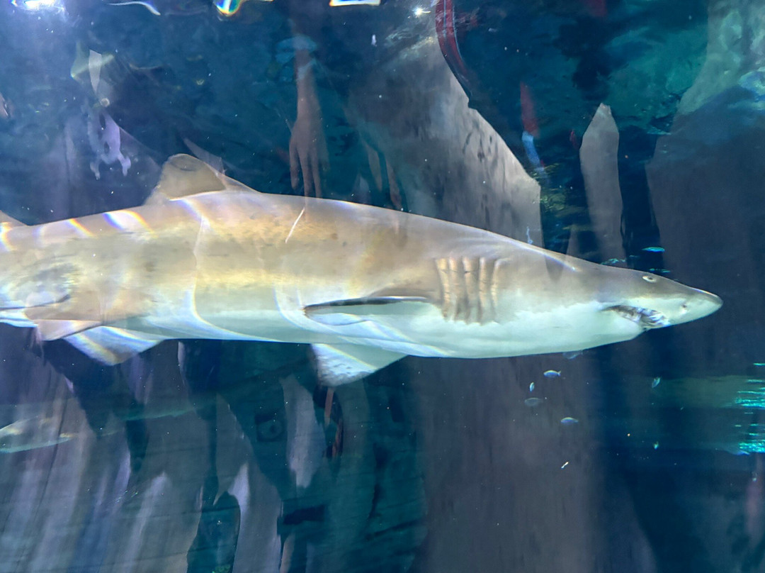 Odysseo Oceanarium Mauritius-路易士港必去景点