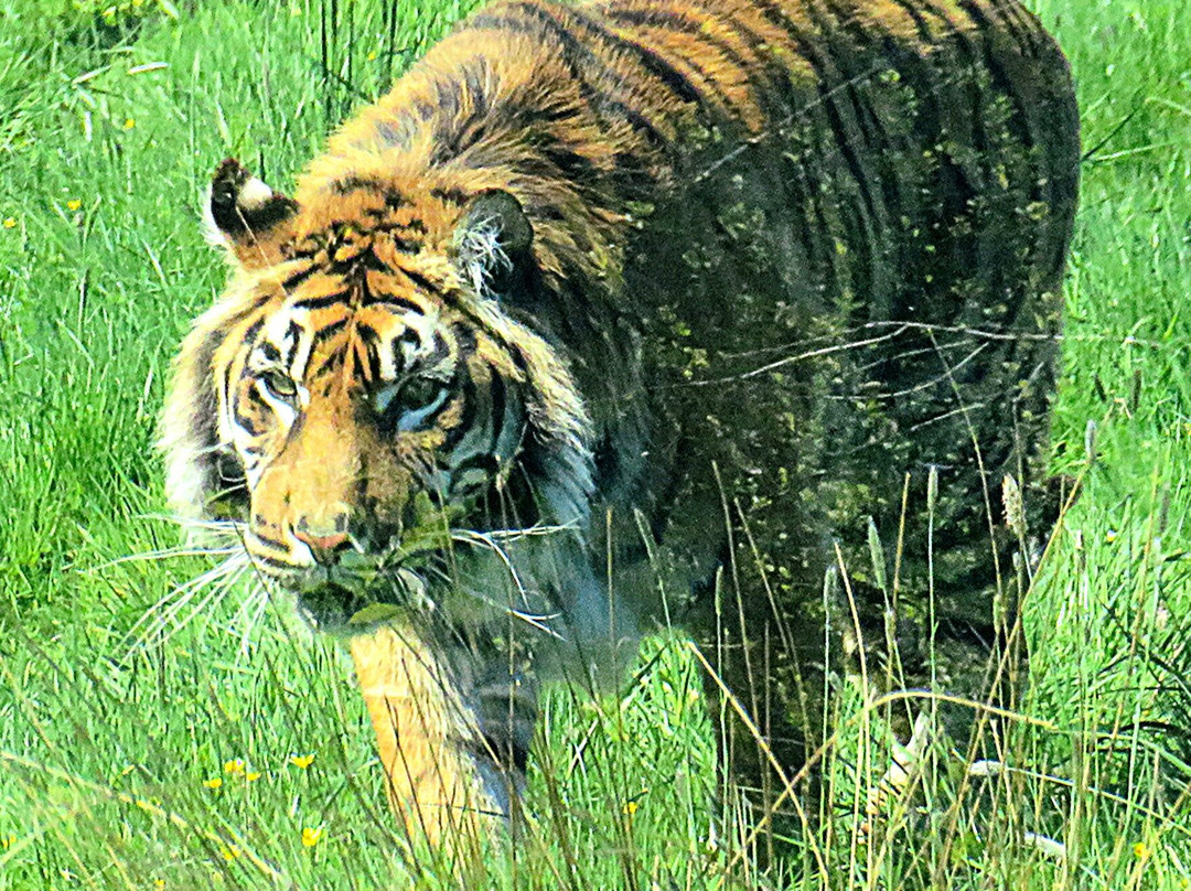 Lincoln Zoo-Newball必去景点