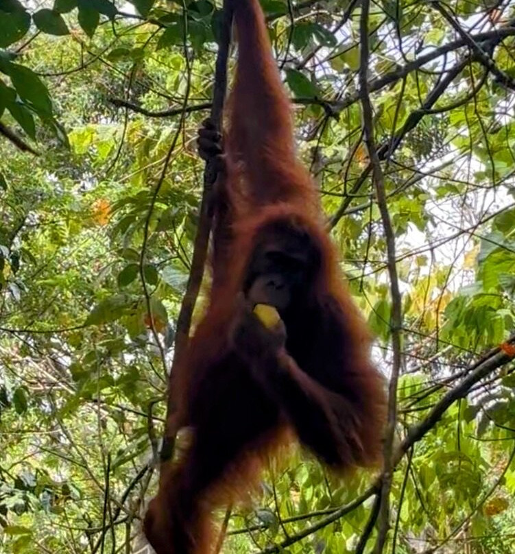 Sumatra Orangutan Tours-武吉拉旺必去景点