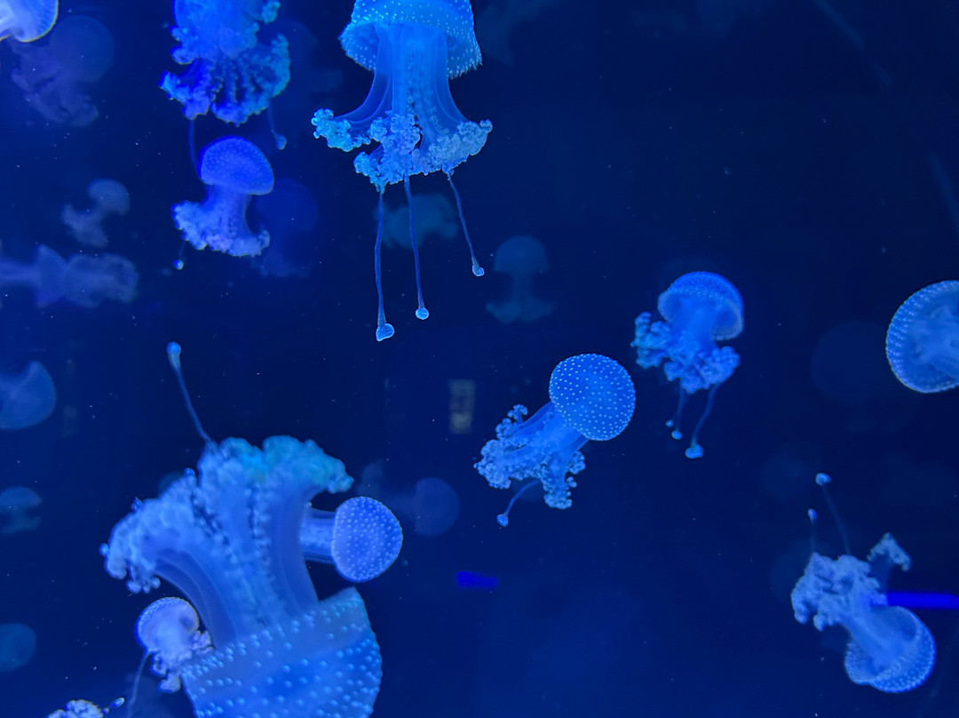 Jellyfish Museum-庞帕诺比奇必去景点