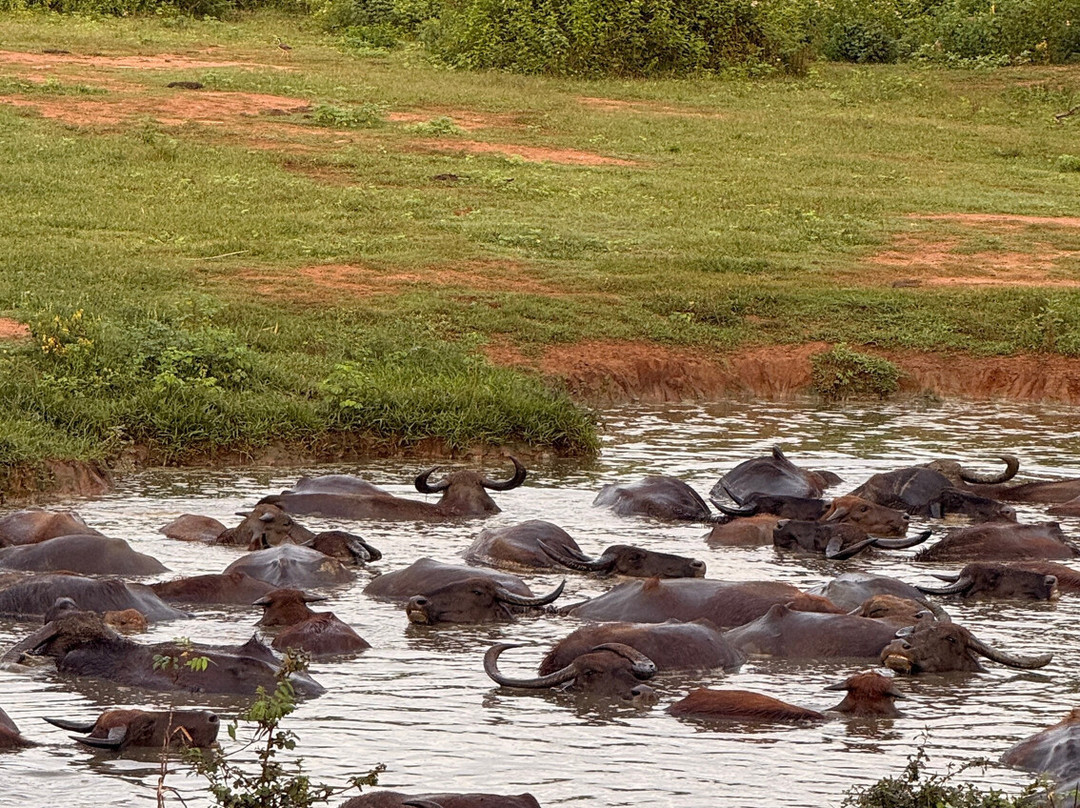 Udawalawe Ethical Safari-乌达瓦拉瓦必去景点