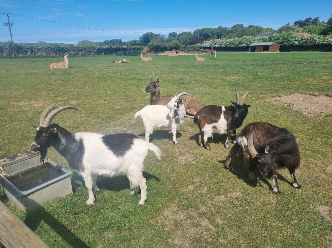 Hillside Shire Horse Sanctuary-West Runton必去景点