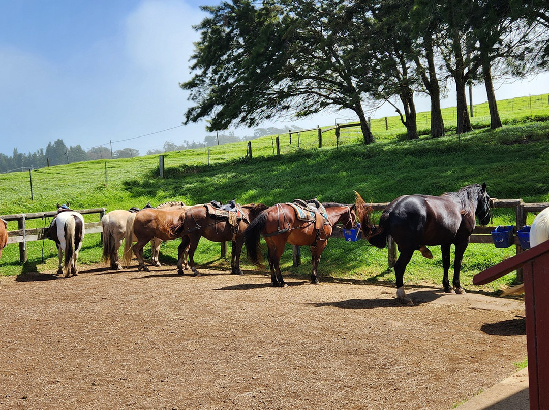 Na'alapa Stables - Kahua Ranch-卡慕也拉必去景点