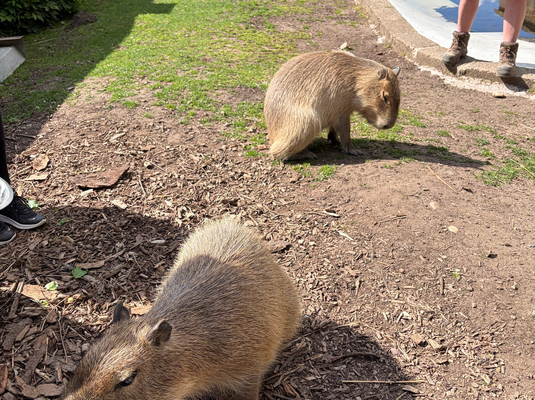 Twycross Zoo-Atherstone必去景点