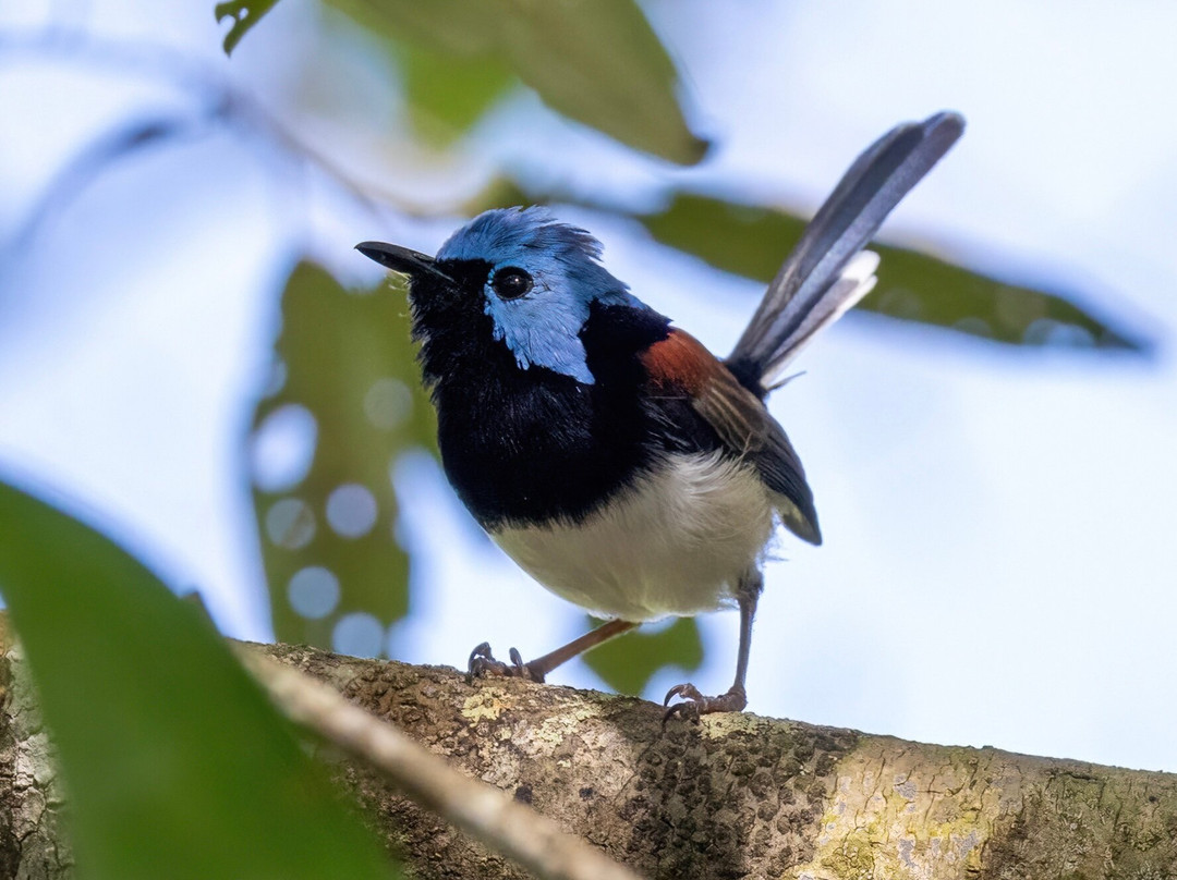 Birdwatching Tropical Australia-Mossman必去景点