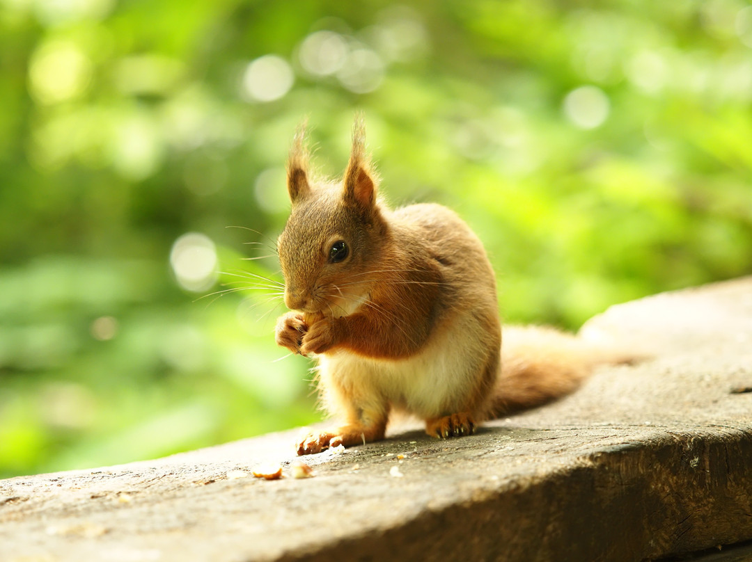 Quarr Abbey-赖德必去景点