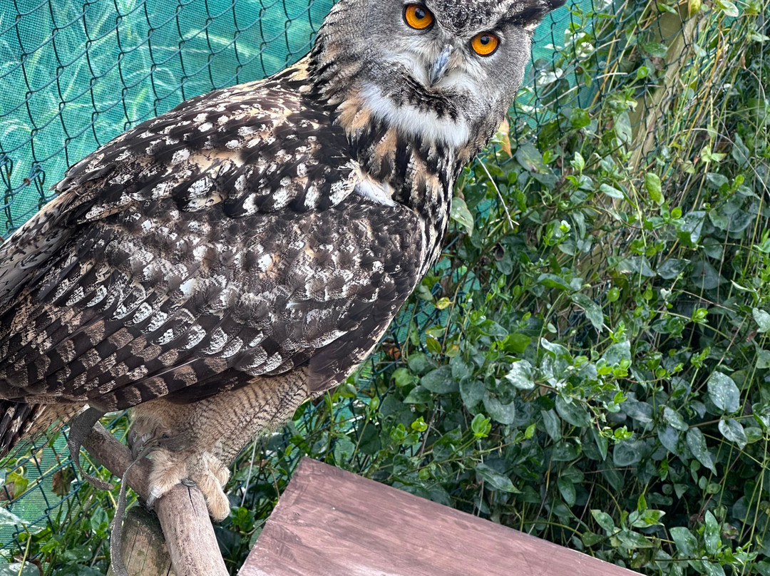 The Owls Trust-兰迪德诺必去景点