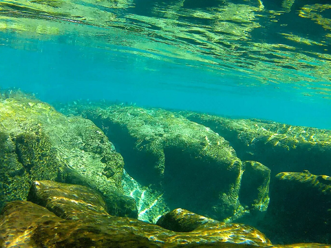 Salt Springs Recreation Area-Salt Springs必去景点