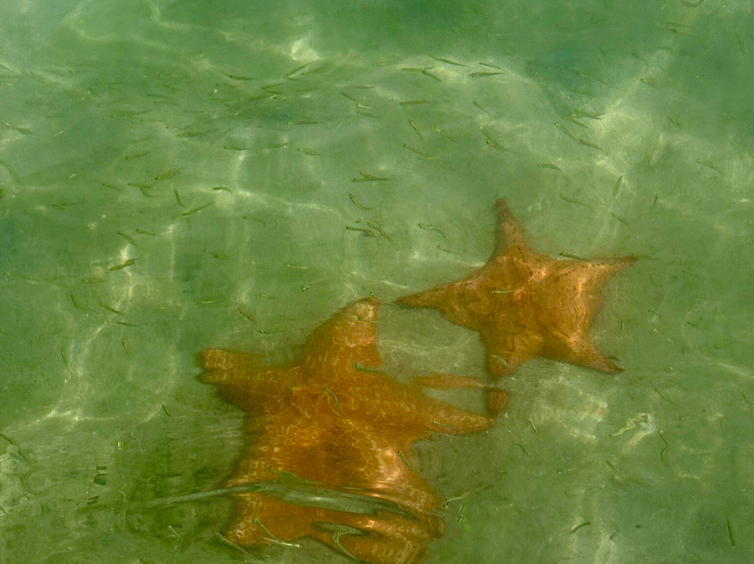 Starfish Beach-博卡斯镇必去景点