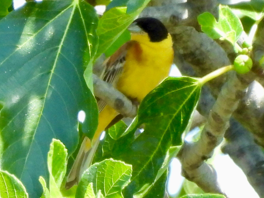 Greece Bird Tours-Marathon必去景点