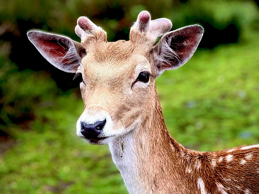 Auchingarrich Wildlife And Adventure Park-Comrie必去景点