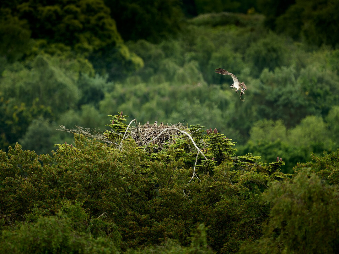 Birds Of Poole Harbour Events-普尔必去景点