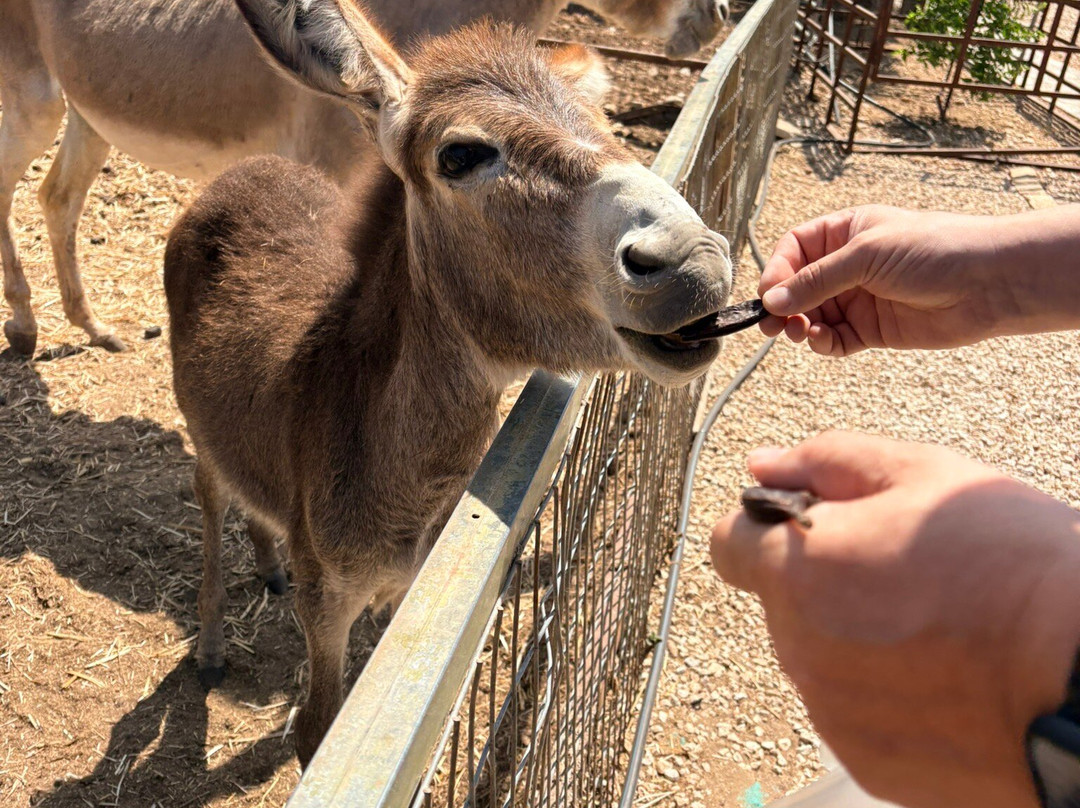 Trakkos Donkey Farm-卡西卡斯必去景点