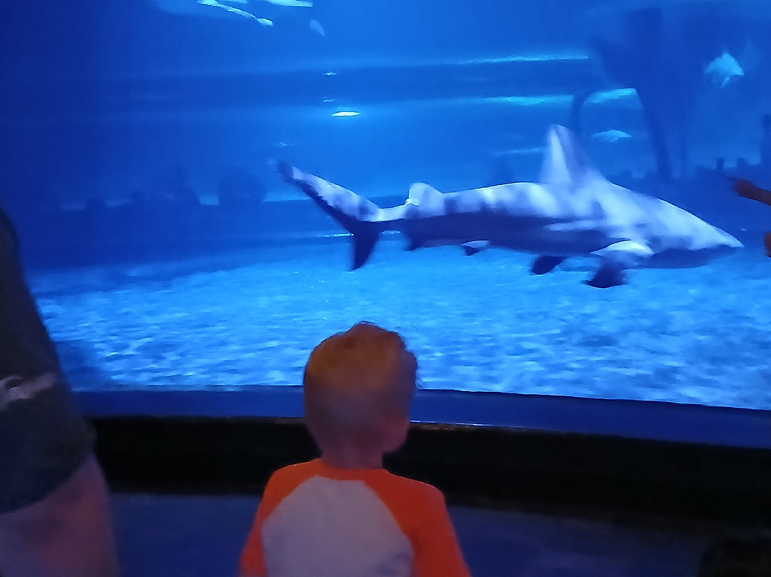 Oklahoma Aquarium-Jenks必去景点