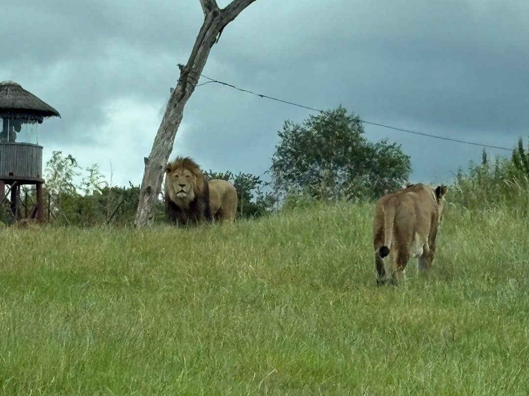 West Midlands Safari Park-Bewdley必去景点