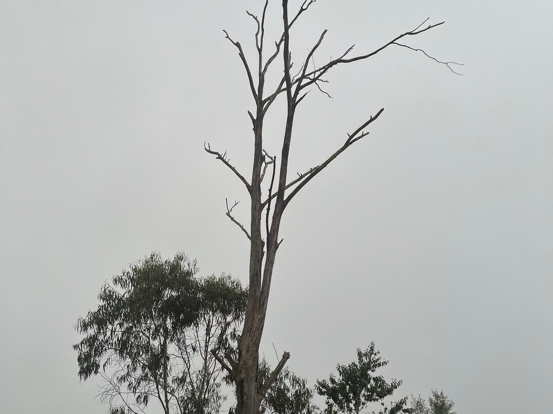 Kodaikanal Lake-科代卡纳尔必去景点