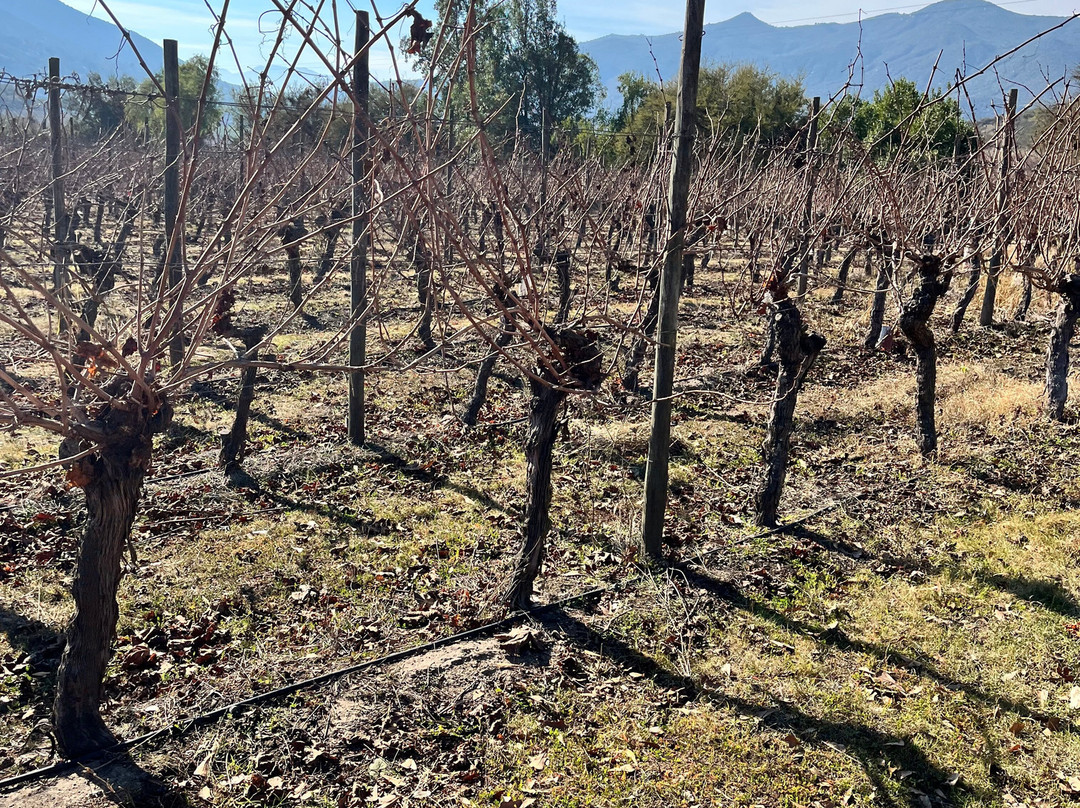 Clos de Luz-Pichidegua必去景点