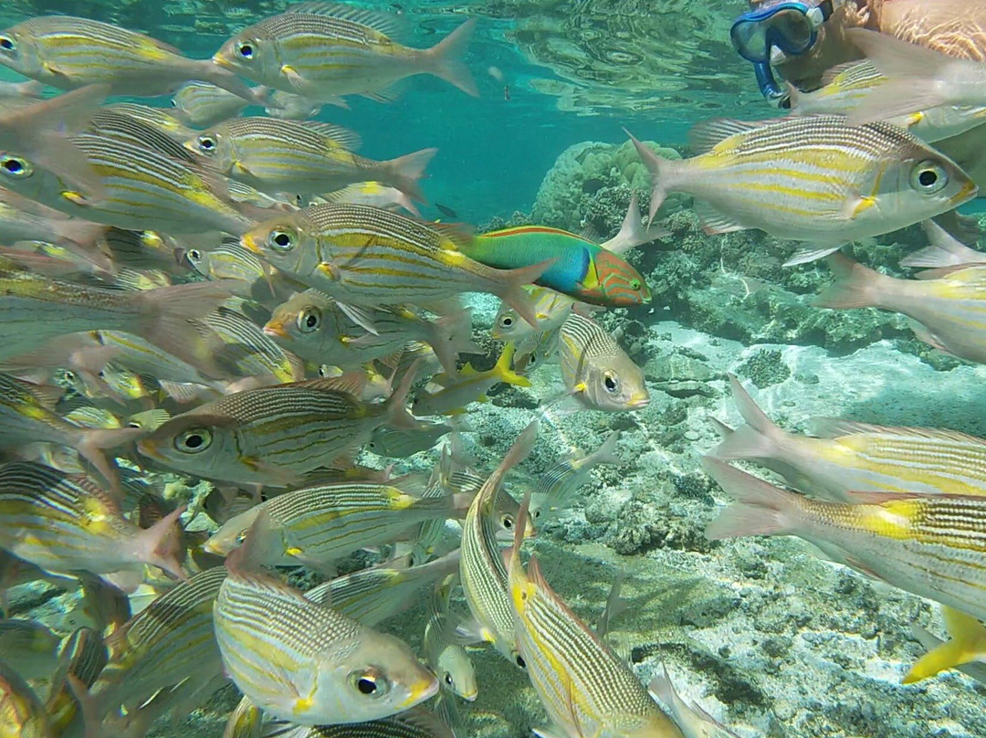 拉罗通加海滩度假村与泻湖水族馆主图